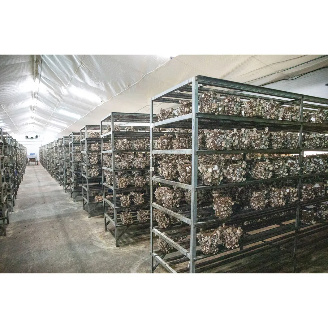 Mushroom Spawn Substrate Natural Food