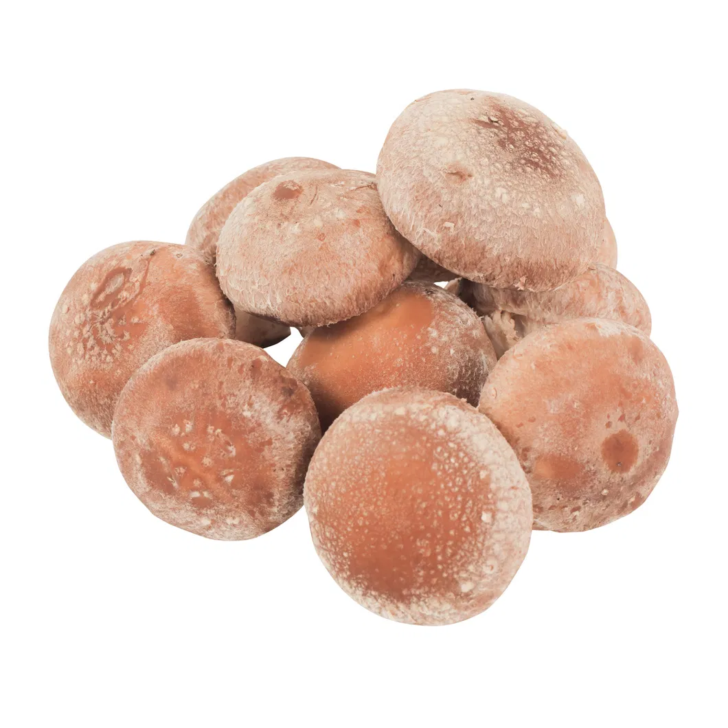 Mushroom Spawn Substrate Natural Food