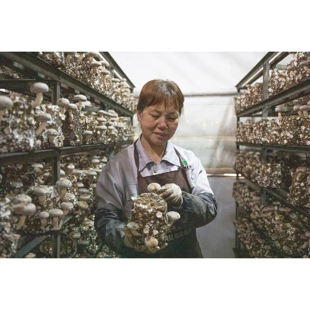 Mushroom Spawn Substrate Natural Food