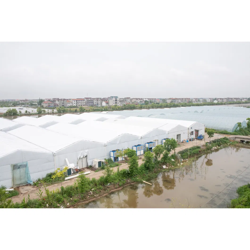 Mushroom Spawn Substrate Natural Food