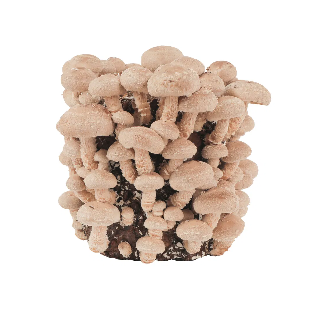 Mushroom Spawn Substrate Natural Food