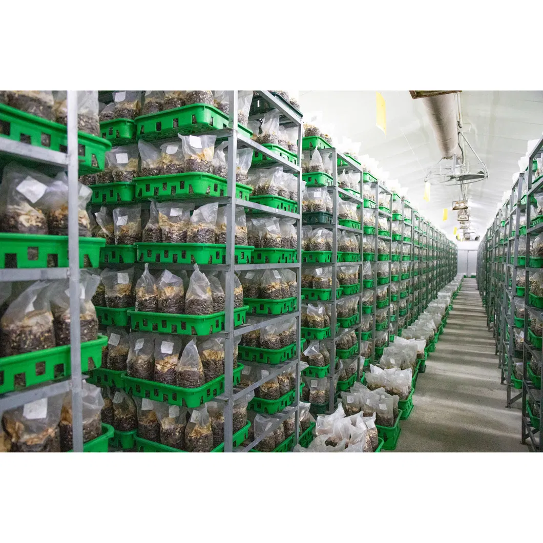 Mushroom Spawn Substrate Natural Food