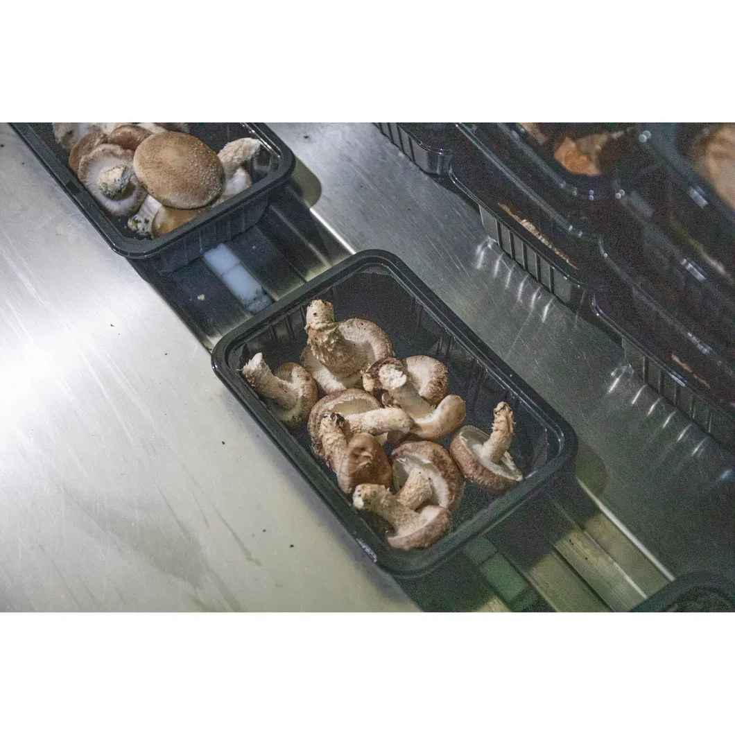 Mushroom Spawn Substrate Natural Food