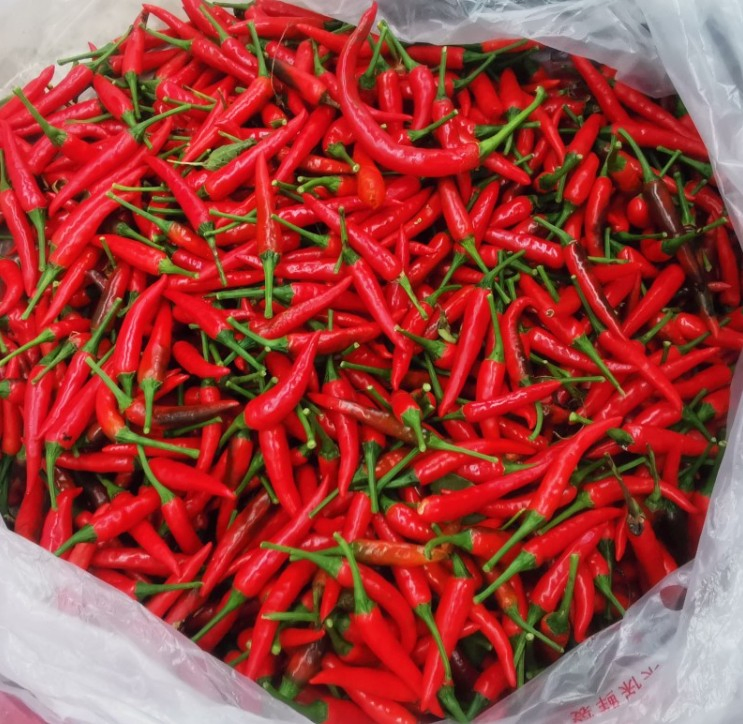Natural Air Dried 100% Pure Dry Red Chili in China/Delicious Chilli