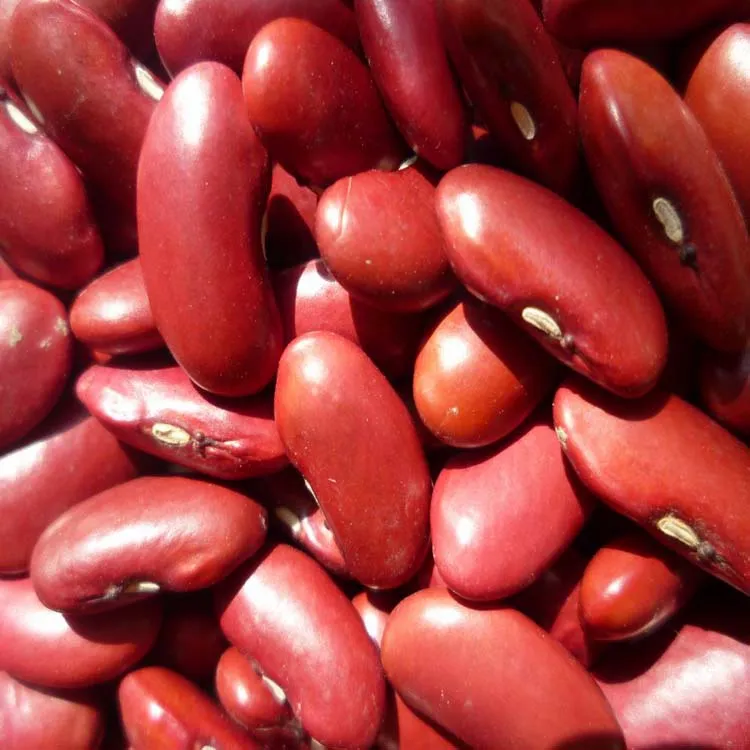 New Britain Red Kidney Beans in 2020, 180-200PCS/100g