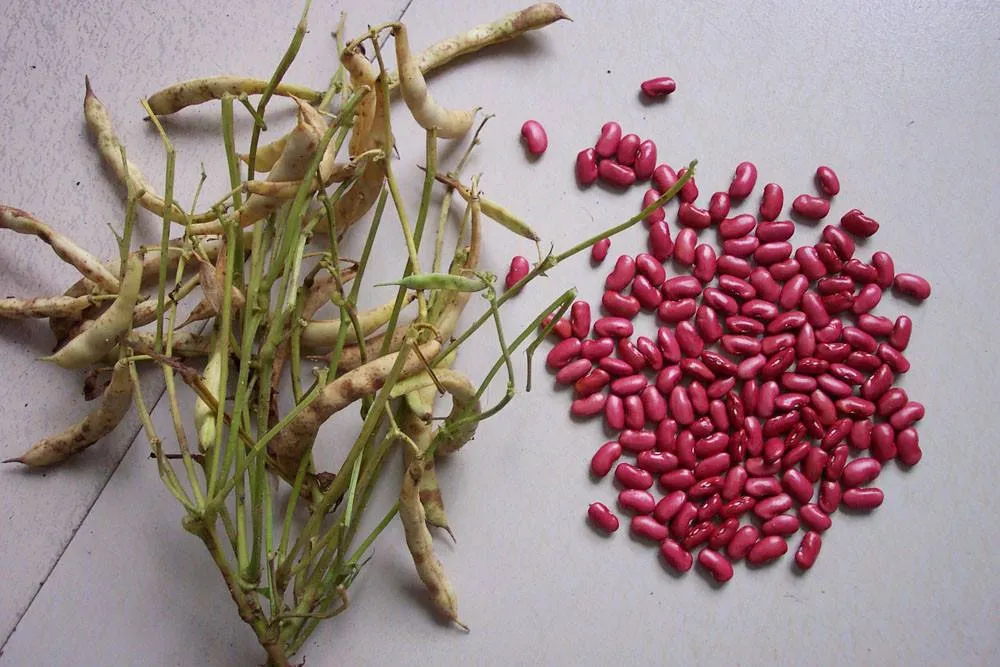 New Britain Red Kidney Beans in 2020, 180-200PCS/100g
