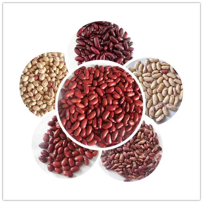 New Britain Red Kidney Beans in 2020, 180-200PCS/100g