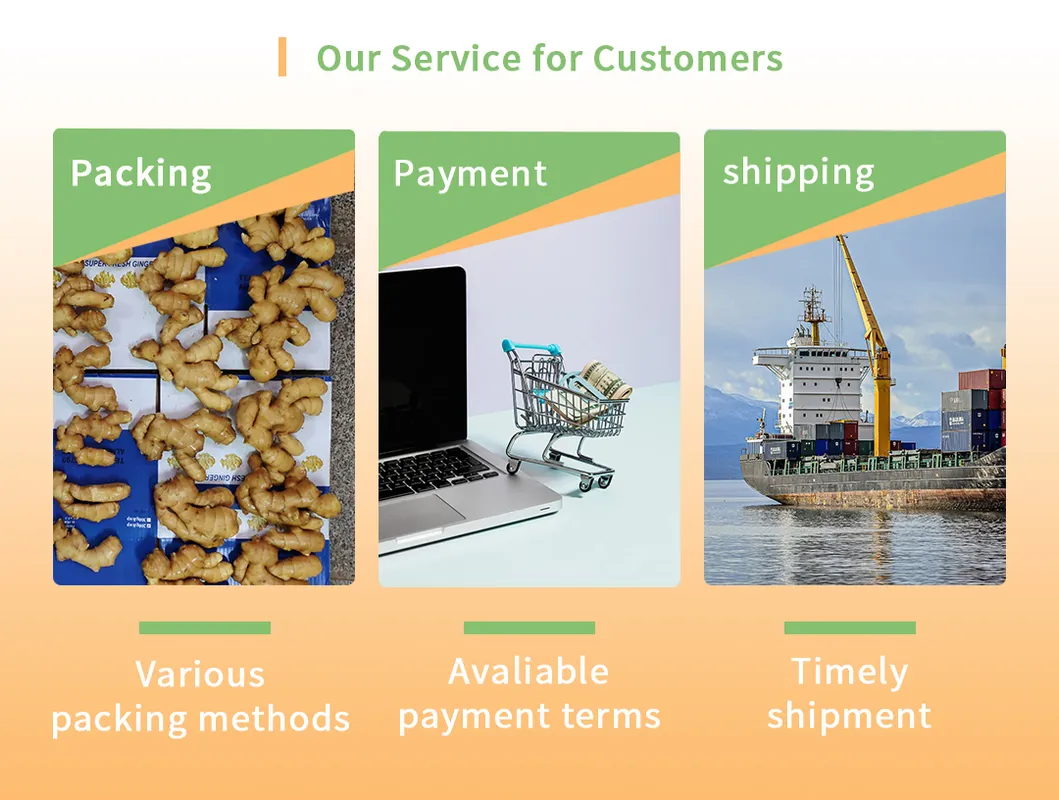 New Crop 50g/100g/150g/200g/250g/300g and up Fresh Ginger Air Dried Ginger From China 20mesh Bag for Pakistan Market