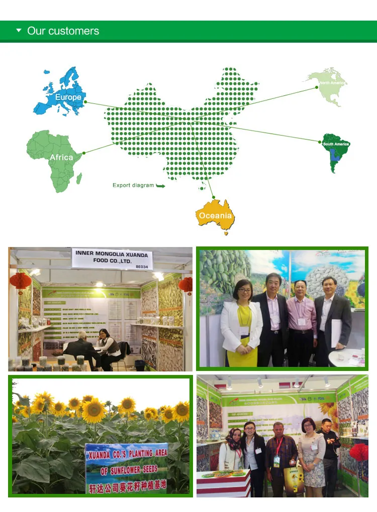 New Crop China Pumpkin Kernels Gws AA