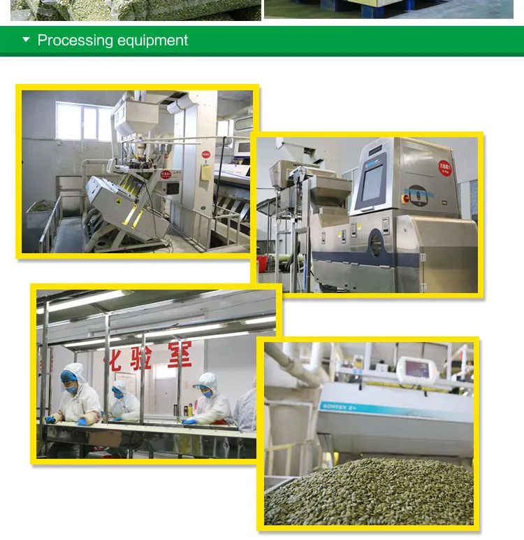 New Crop China Pumpkin Kernels Gws AA