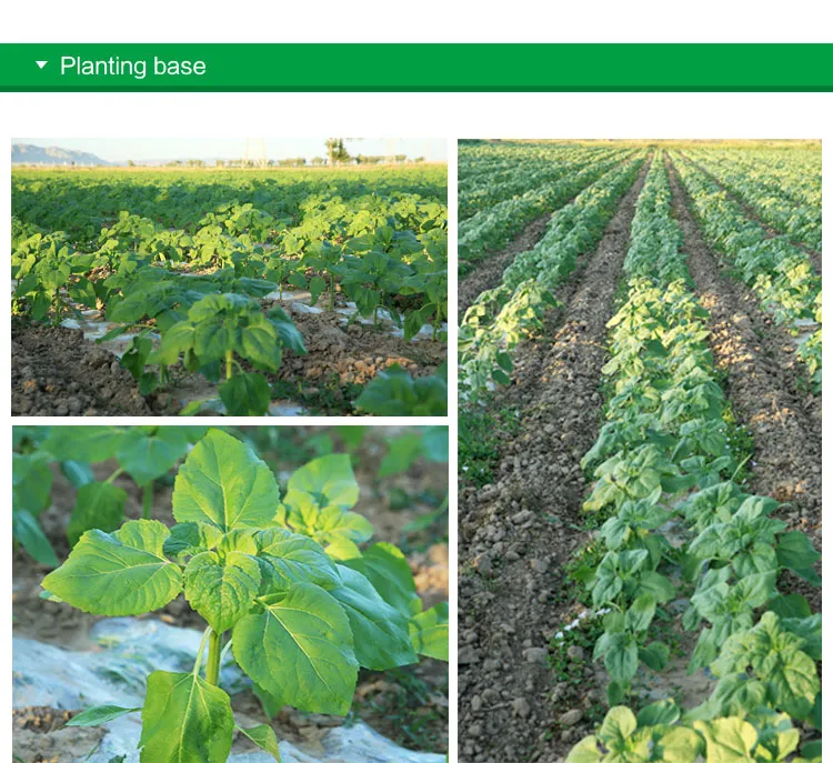 New Crop China Pumpkin Kernels Gws AA