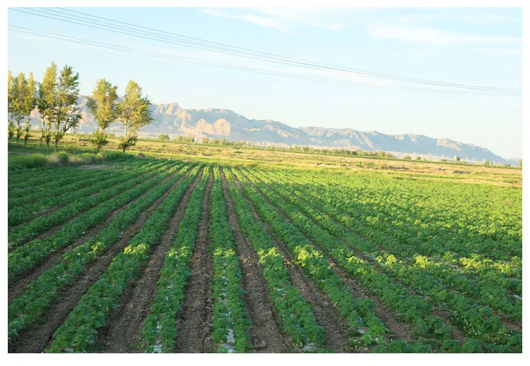 New Crop China Pumpkin Kernels Gws AA