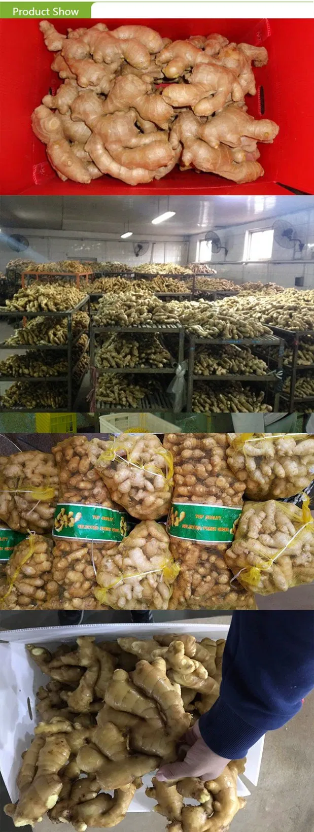 New Crop Chinese Fat Fresh Ginger Air Dry Ginger Super Big Ginger 250g up