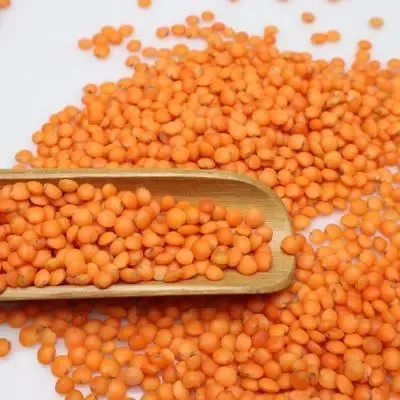 New Crop Dried Red Lentils with Competitive Price