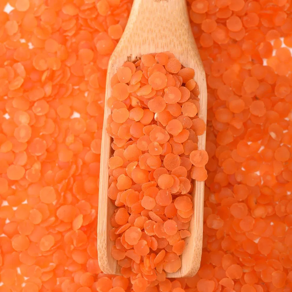 New Crop Dried Red Lentils with Competitive Price