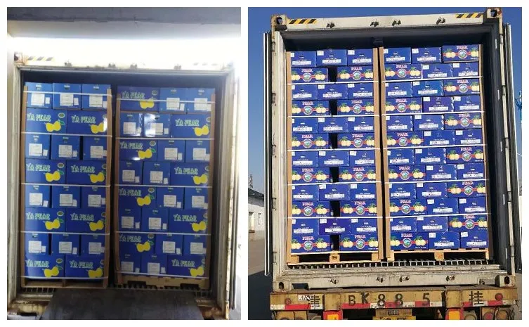 New Crop Export Good Quality Chinese Fengshui Pear