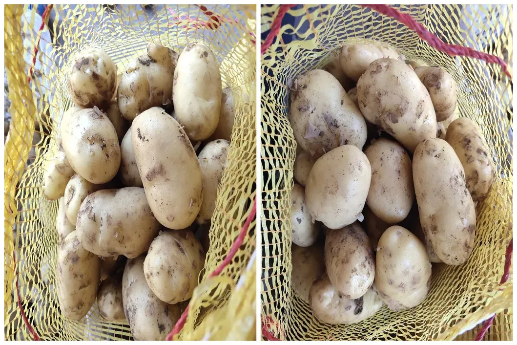 New Crop for Sale Fresh Potato
