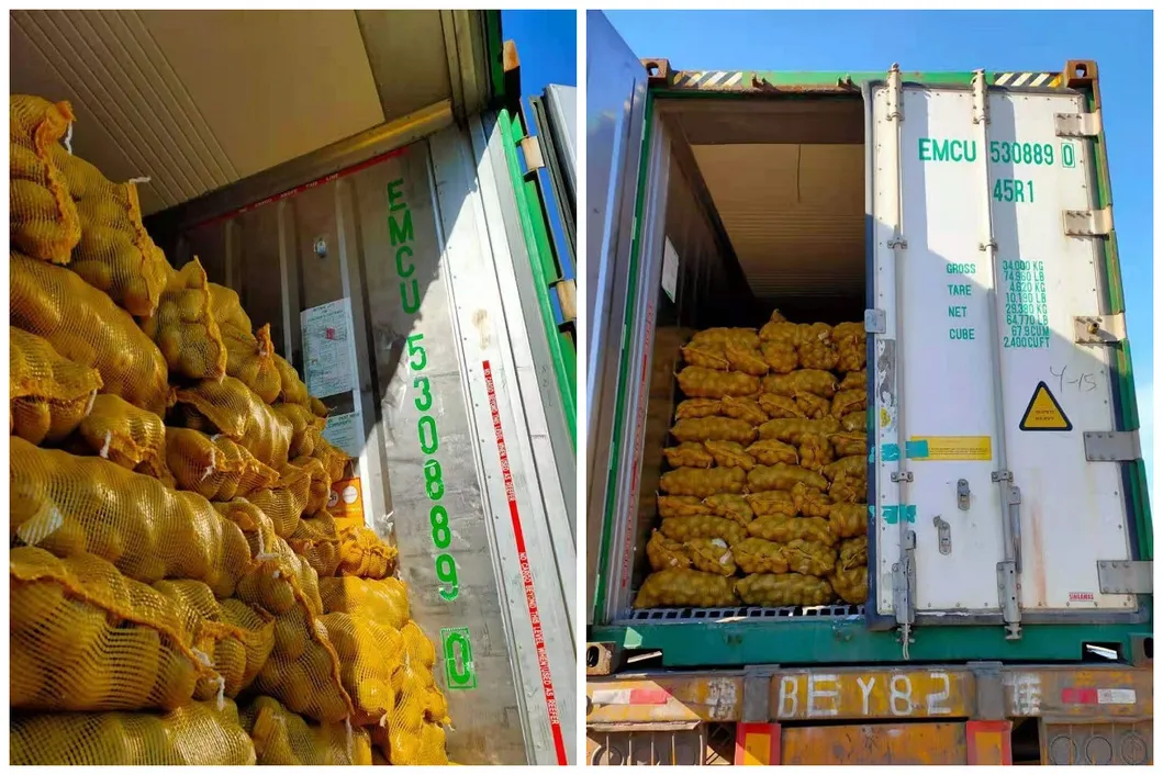 New Crop for Sale Fresh Potato
