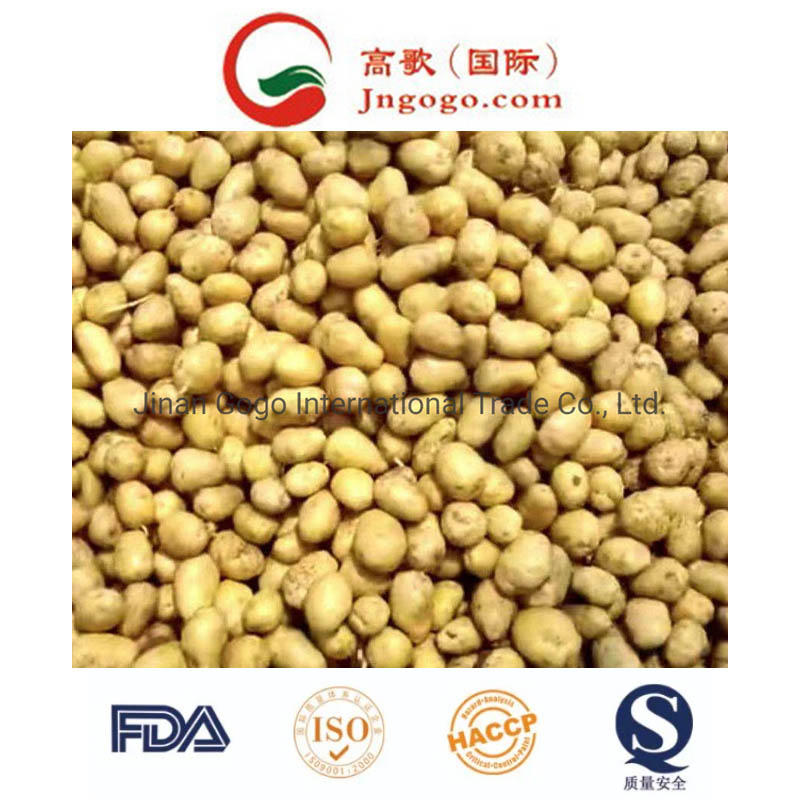 New Crop for Sale Fresh Potato
