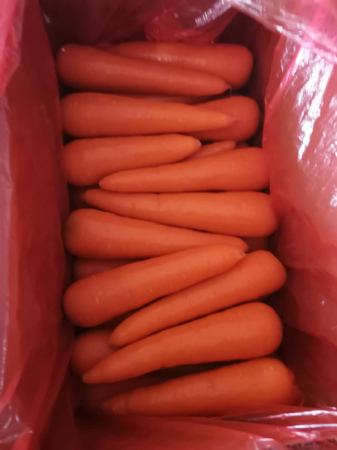 New Crop Fresh China Carrot Red Carrot