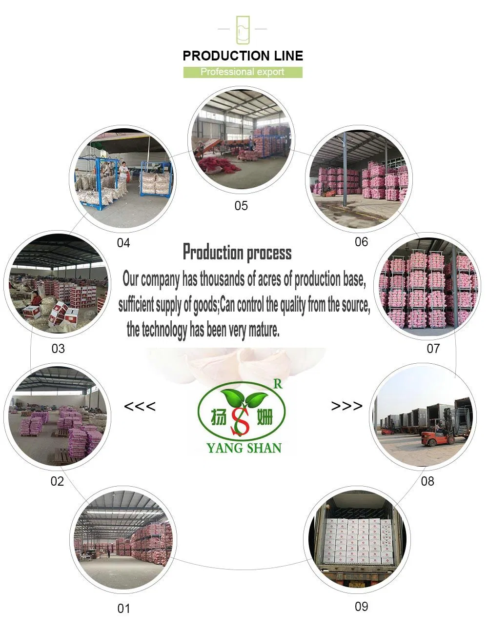 New Crop Fresh China Carrot Red Carrot