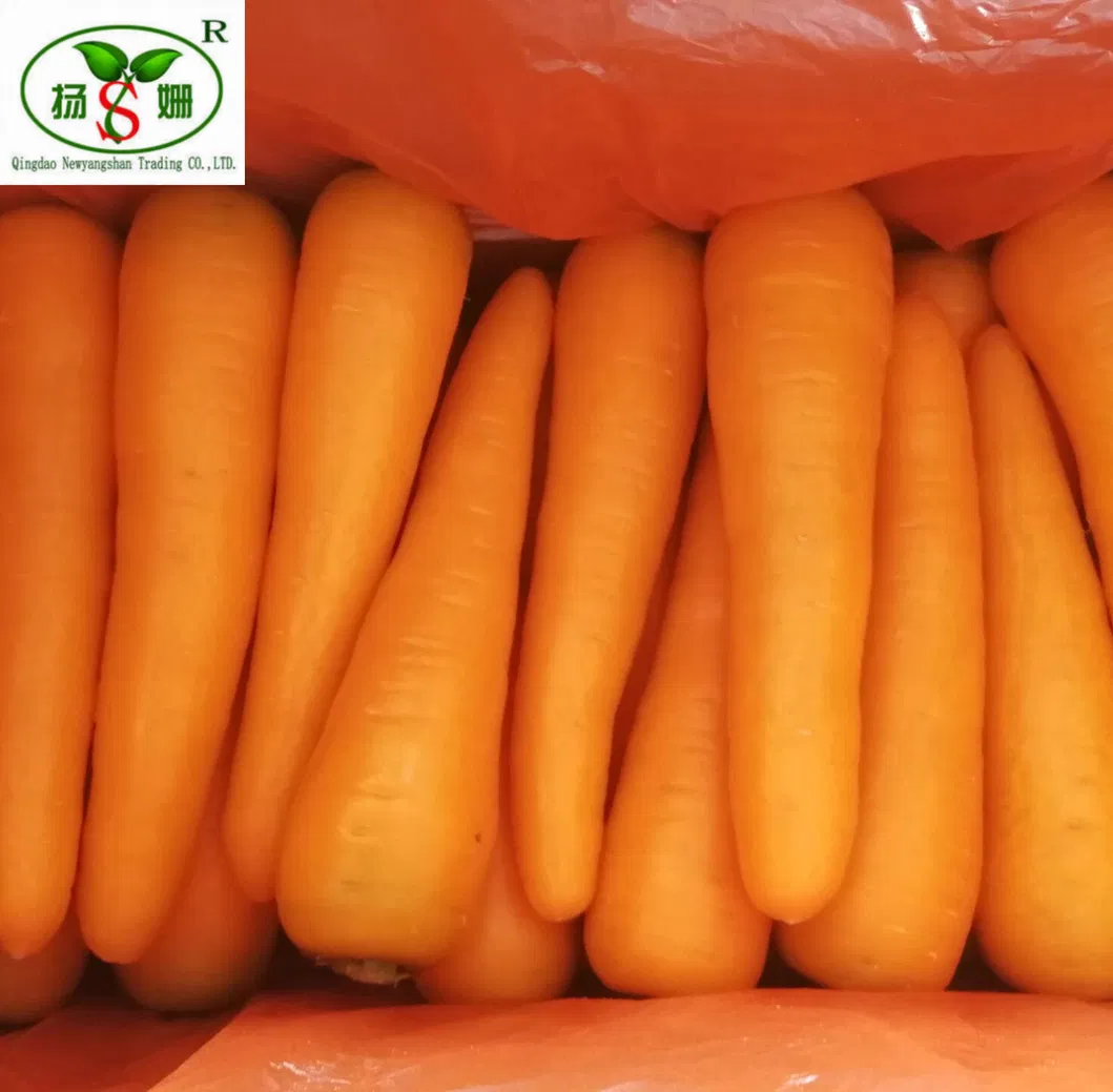 New Crop Fresh China Carrot Red Carrot