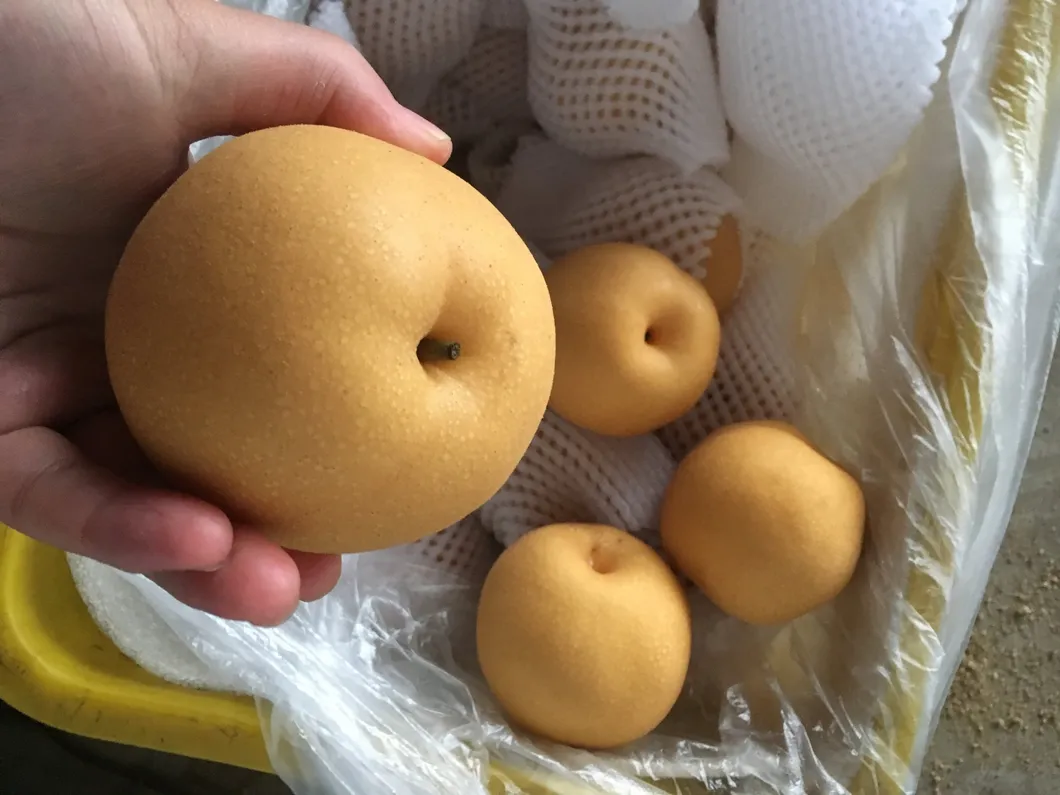 New Crop Fresh Golden Pear/Fengshui Pear/Sino Pear From Garden