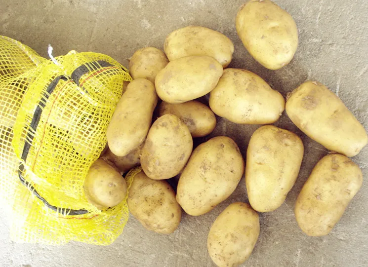 New Crop Fresh Potato
