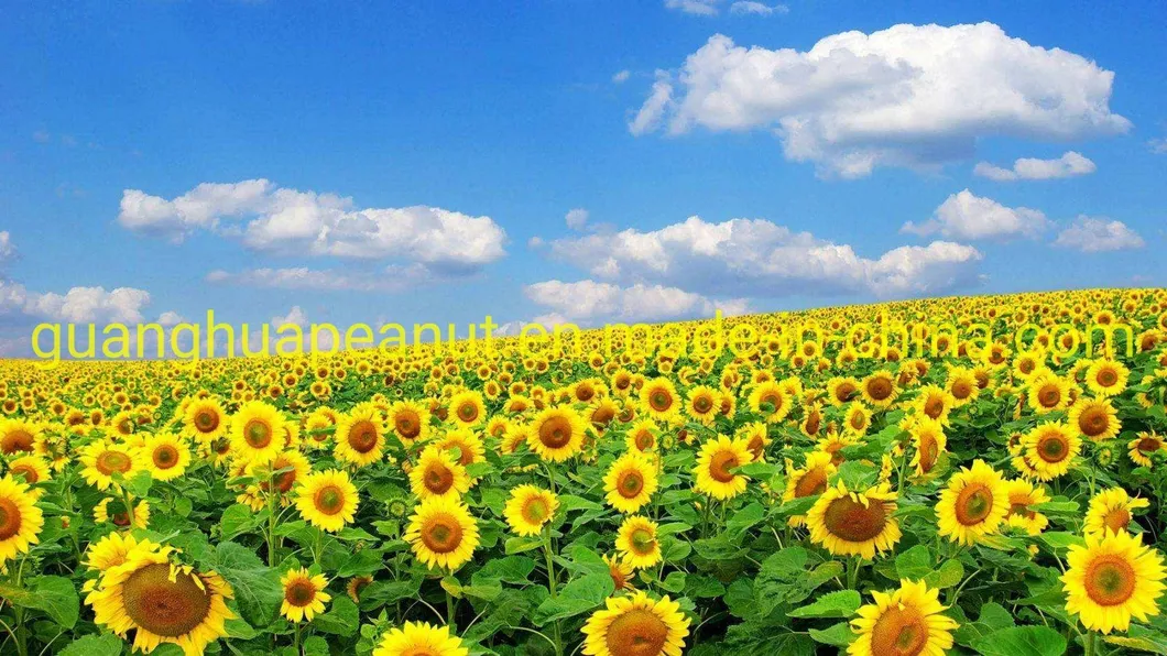 New Crop Good Quality Sunflower Seeds 361