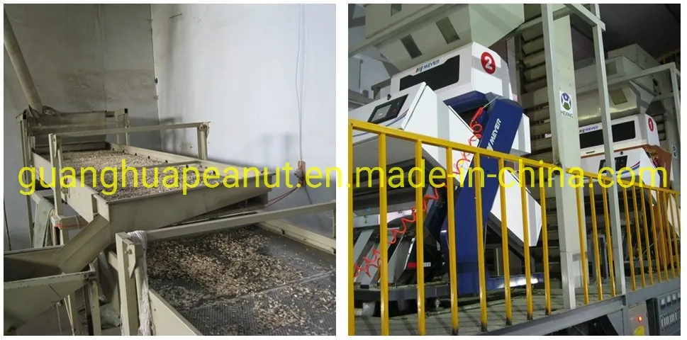 New Crop Good Quality Sunflower Seeds 363