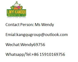 New Crop High Quality Blanched Peanut for Sale