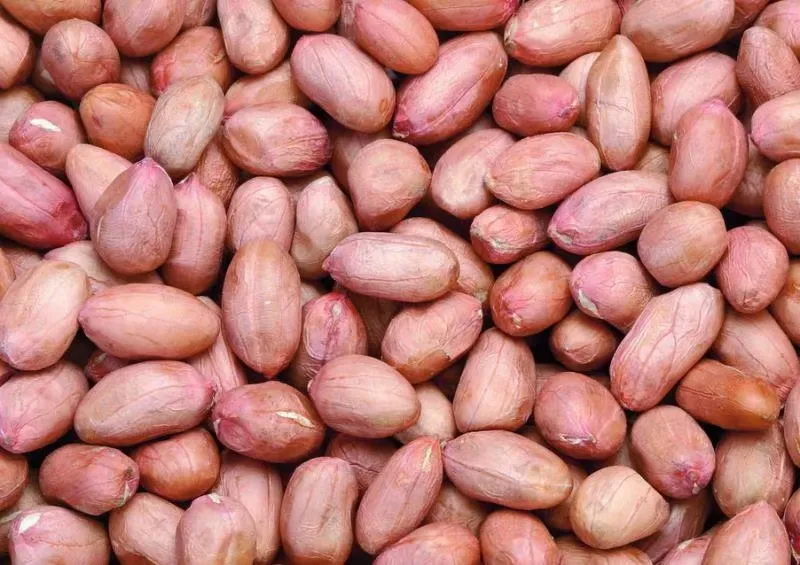 New Crop Peanut Kernel with Red Skin From The China