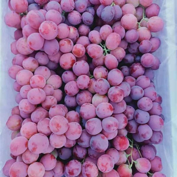 New Crop Red Grape