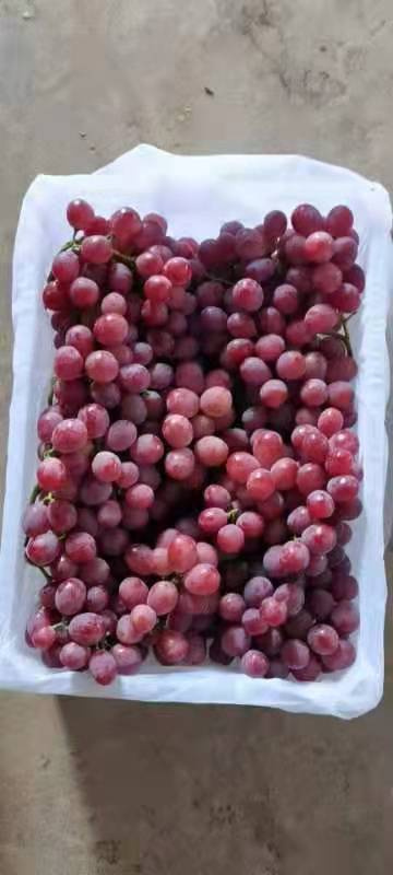 New Crop Red Grape