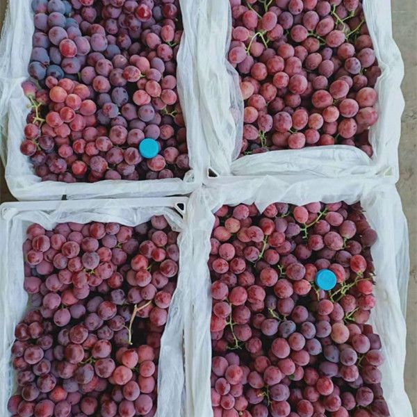 New Crop Red Grape