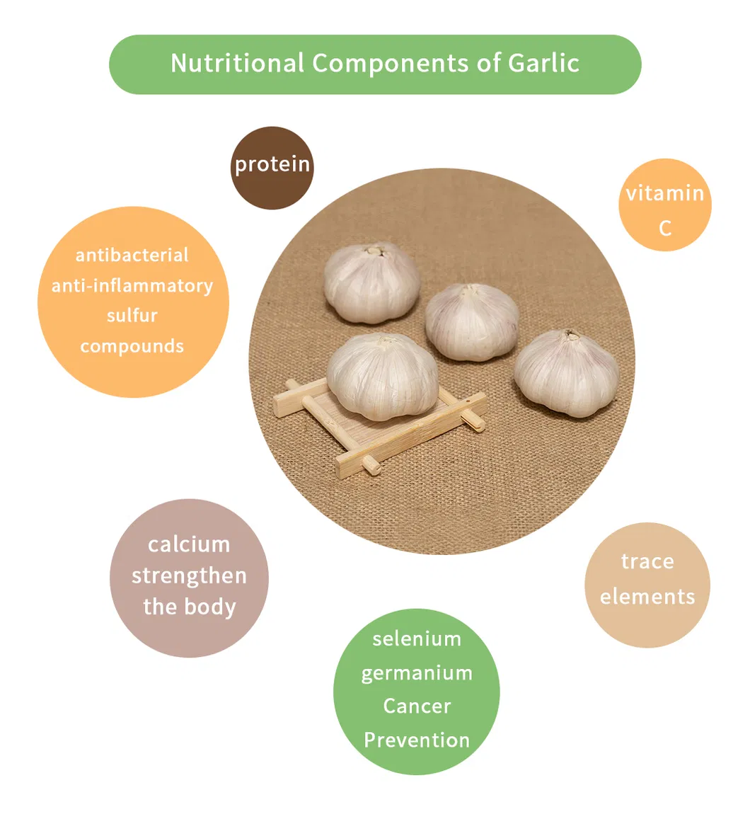 New Season Fresh Picked Pure White Garlic with Pungent Flavour