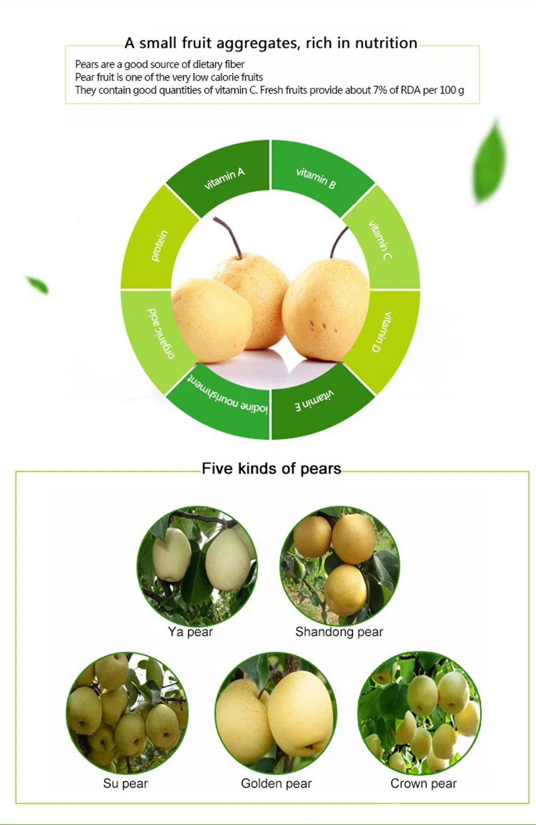 New Season Green Shandong Pear Fresh Crown Pear Ya Pear