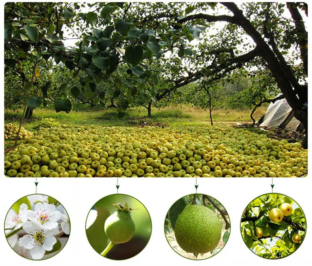 New Season Green Shandong Pear Fresh Crown Pear Ya Pear