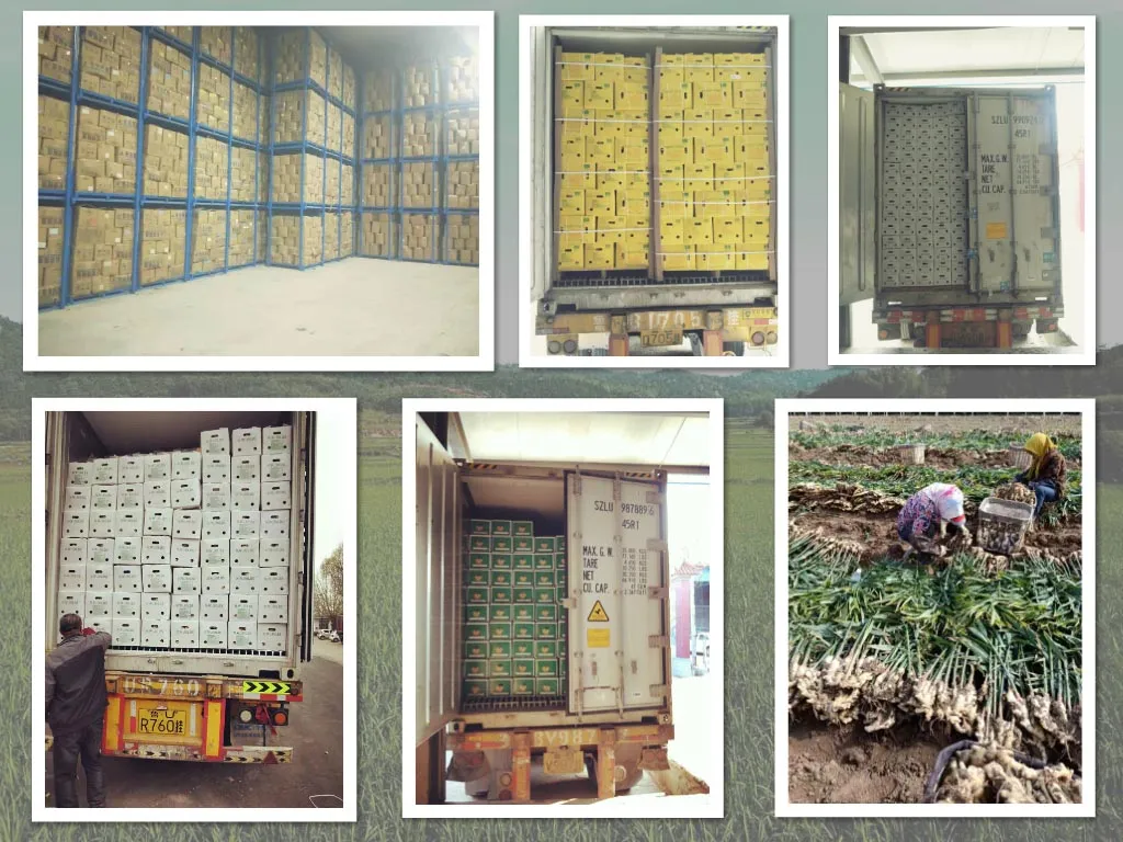 Organic Fresh Ginge for Wholesale with Good Quality 100g and up