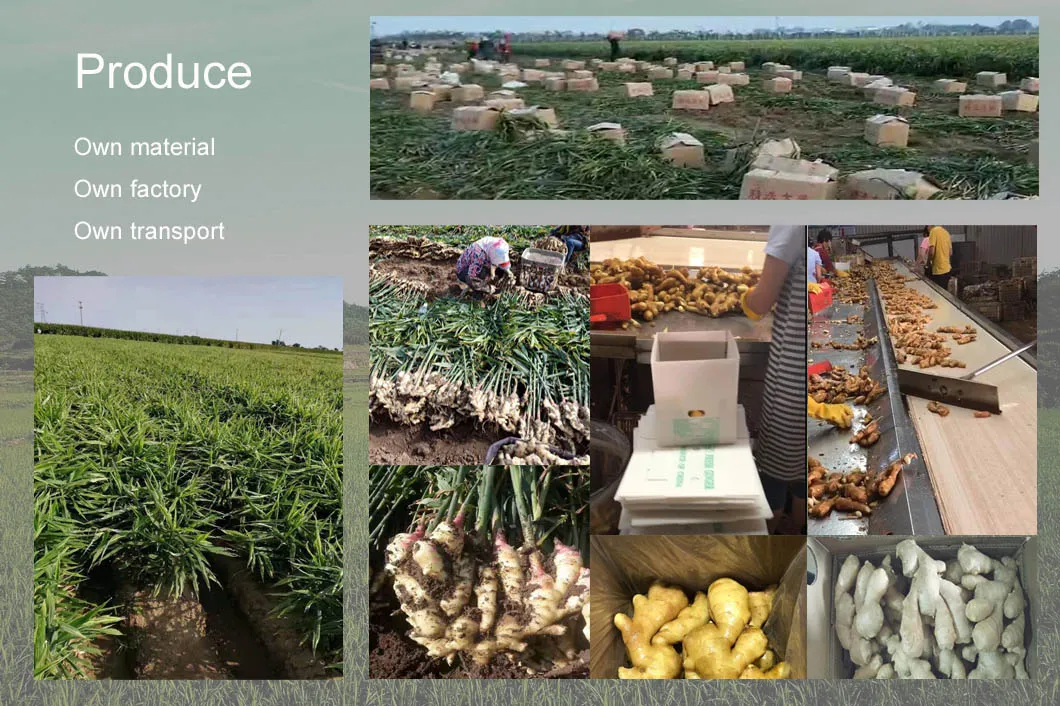 Organic Fresh Ginge for Wholesale with Good Quality 100g and up