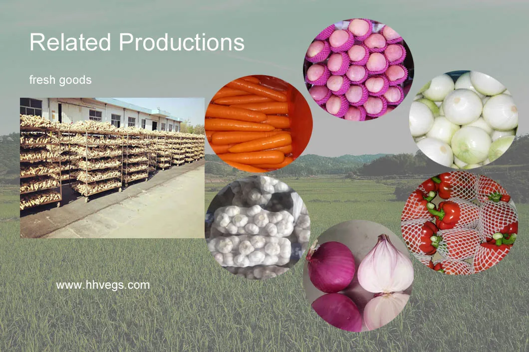 Organic Fresh Ginge for Wholesale with Good Quality 100g and up