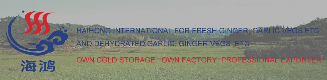 Organic Fresh Ginge for Wholesale with Good Quality 100g and up