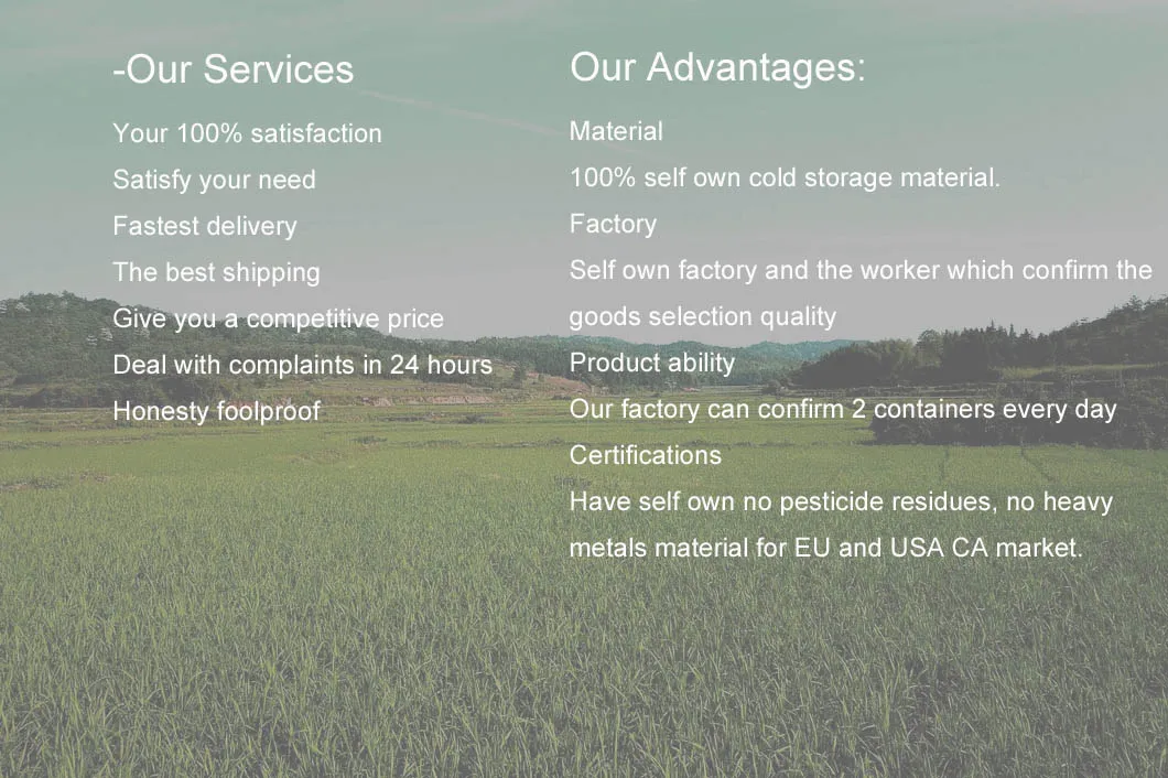 Organic Fresh Ginge for Wholesale with Good Quality 100g and up