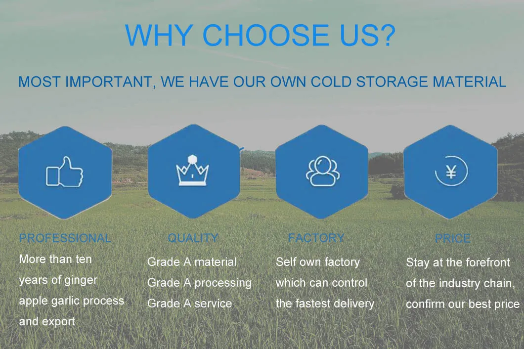 Organic Fresh Ginge for Wholesale with Good Quality 100g and up