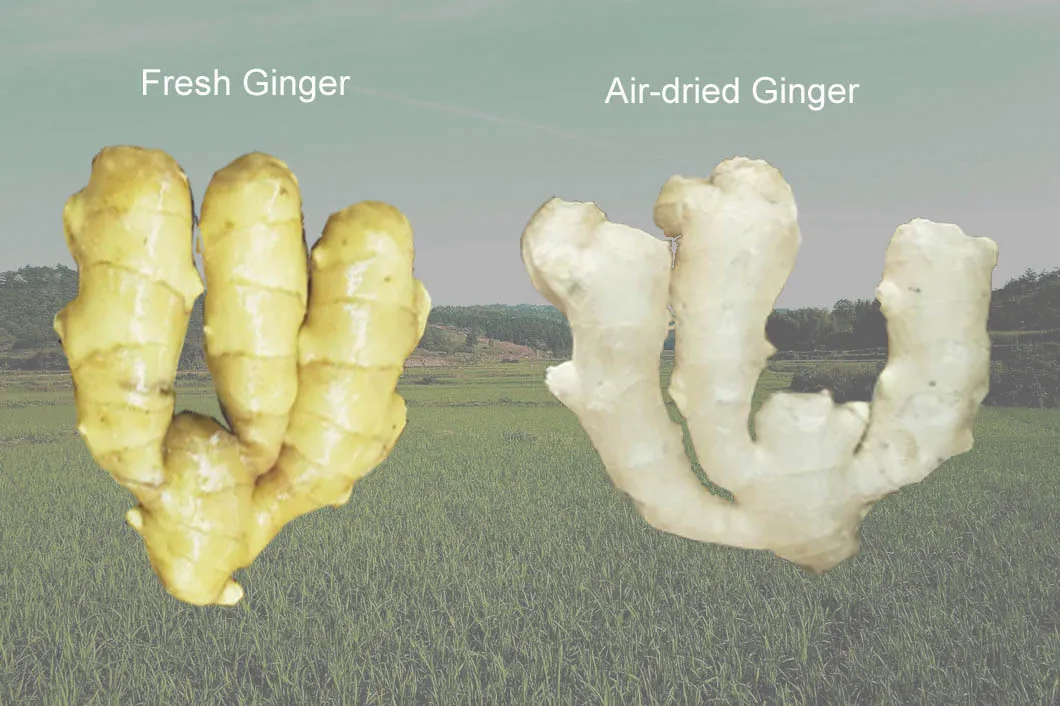 Organic Fresh Ginge for Wholesale with Good Quality 100g and up