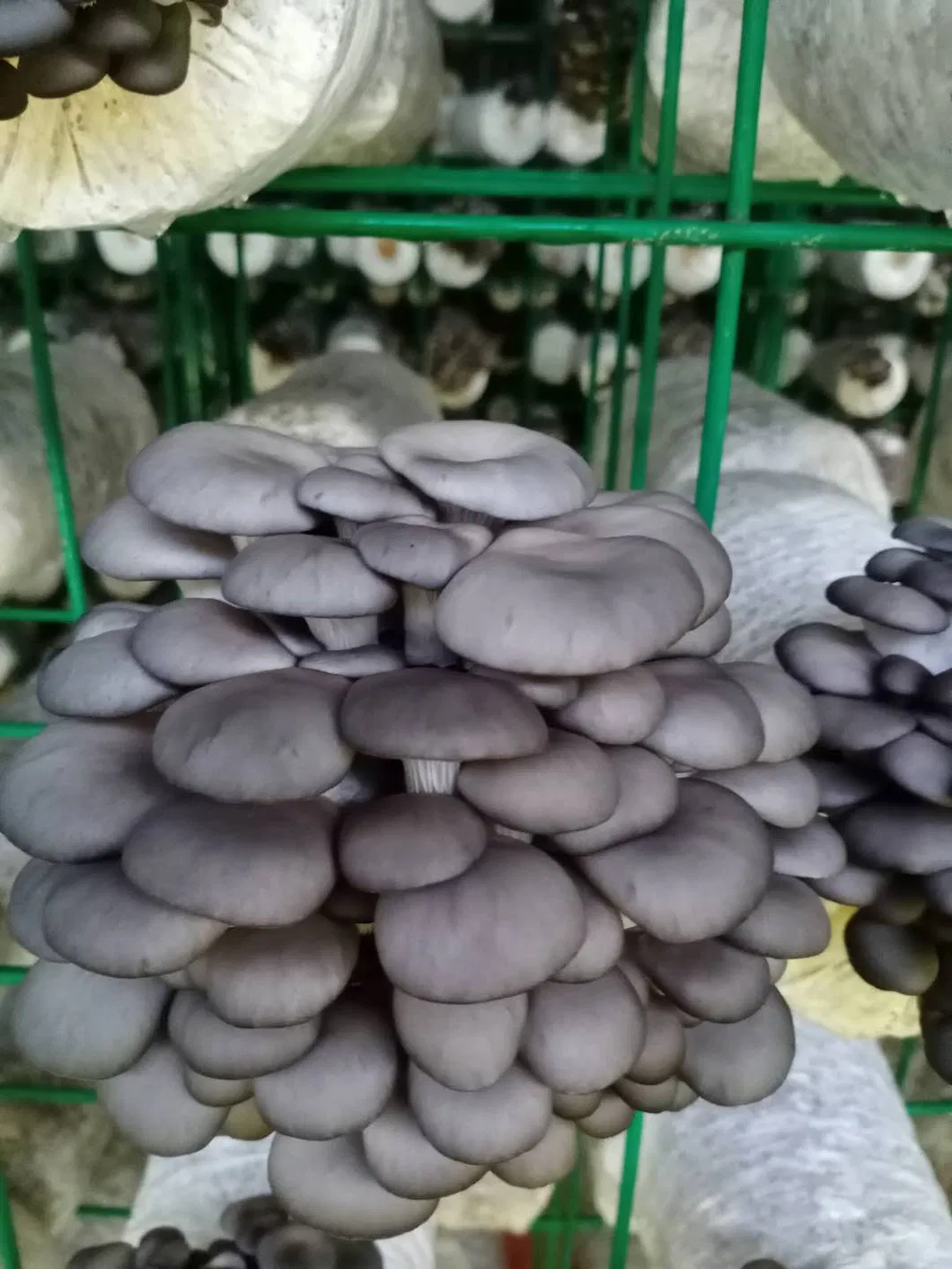 Oyster Mushroom Spawn Log Fresh