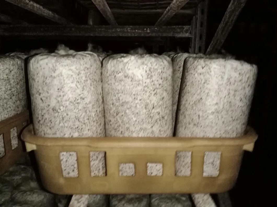 Oyster Mushroom Spawn Log Health