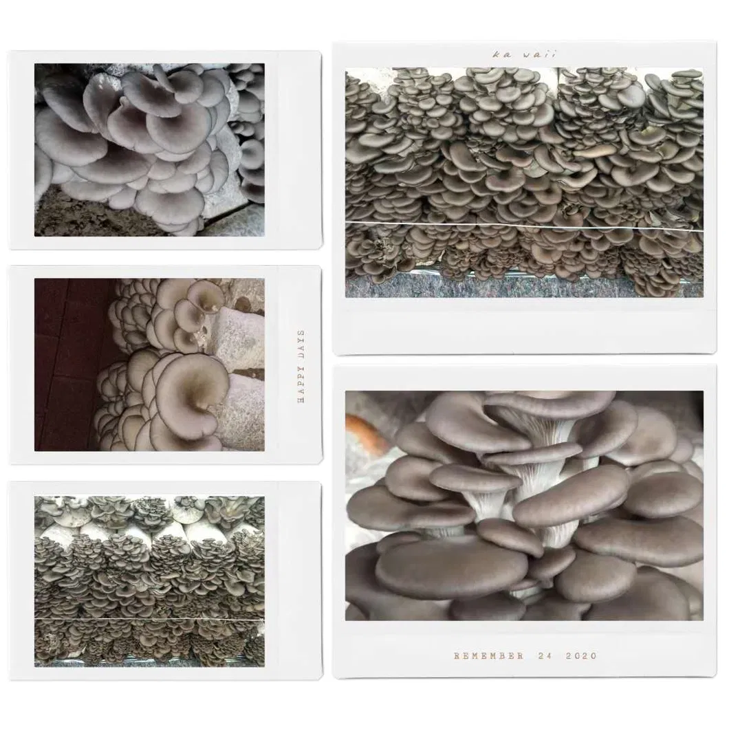 Oyster Mushroom Spawn Log Health