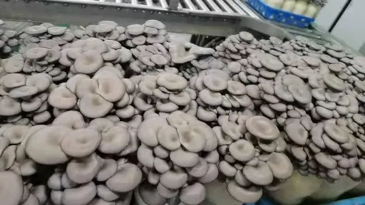 Oyster Mushroom Spawn Substrate Log