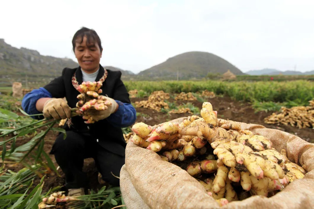 Price of Bulk Wholesale Fresh Ginger Root in China
